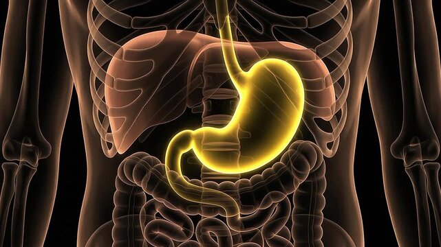 3D medical animation highlighting the human stomach and digestive system within a transparent skeletal torso