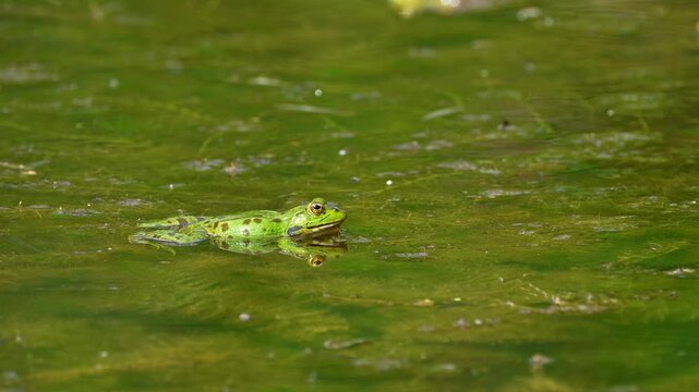 Common frog, Rana temporaria, reptiles croaking in the water, also known as the European common frog or European grass frog is a semi-aquatic amphibian of the family Ranidae 