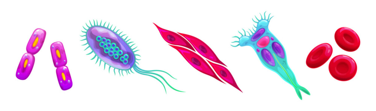 Germs, microorganism, bacteria, bacillus and cells. Cartoon escherichia coli, human smooth muscle and red blood cells, diplobacillus and stentor freshwater protist. Biology or microbiology science set