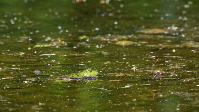 Common frog, Rana temporaria, reptiles croaking in the water, also known as the European common frog or European grass frog is a semi-aquatic amphibian of the family Ranidae 
