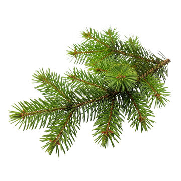 Pine tree branch with small cones and green needles, isolated on transparent background.