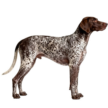 [Transparent Background PNG]Standing German Shorthaired Pointer Dog On White Background