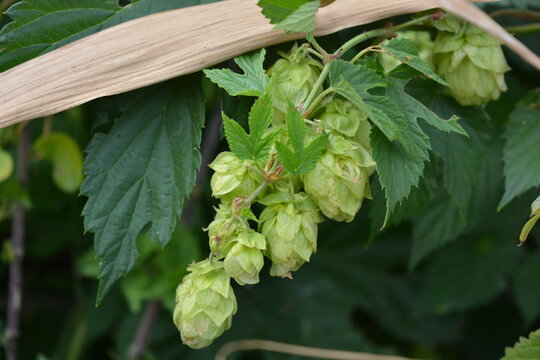 Beautiful, vibrant plants and unique natural scenery. Light green hops, Humulus, hop with dark green leaves growing among dry yellow and green reeds near the riverbank.