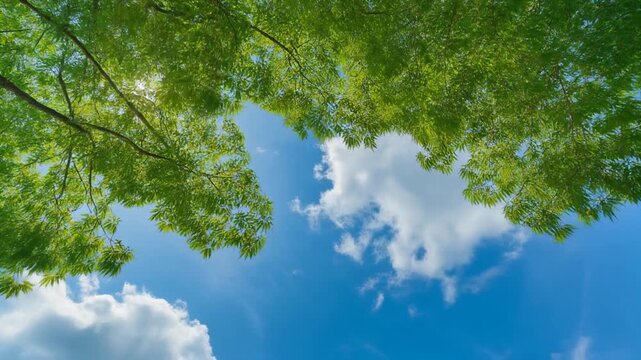 青空と白い雲を緑の木々が囲む爽やかな夏の風景