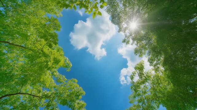 青空と白い雲を緑の木々が囲む爽やかな夏の風景