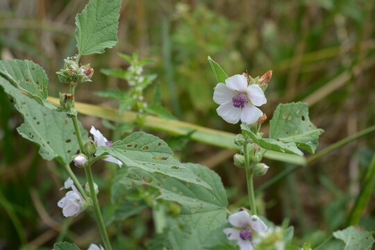 Striking, beautiful nature featuring lovely, delicate white flowers. Very charming marshmallow, Althaea officinalis, marsh mallow flowers growing among dry, yellow reeds near the riverbank.
