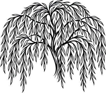 weeping willow tree branches with leaves on white background
