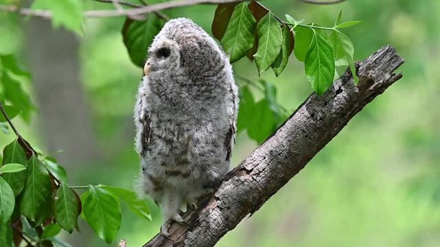 Young barred owl fledgling perched on tree branch. Fluffy owlet chick in forest. Juvenile bird of prey in natural woodland habitat.