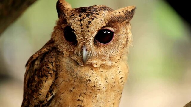 Sunda scops owl perched on a branch, close up of a small brown owl in the forest, wild nocturnal bird with large dark eyes
