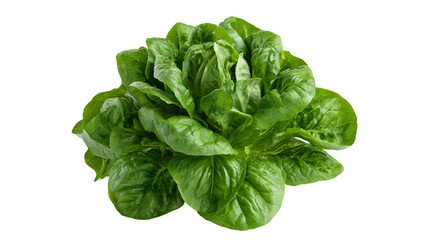 Fototapeta premium Fresh sorrel leaves with vibrant green color and natural leafy texture, isolated PNG on transparent background