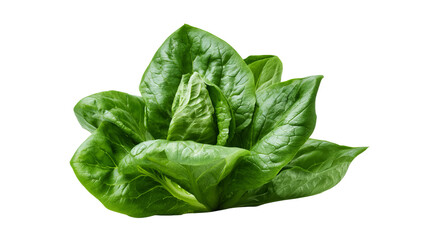 Fototapeta premium Fresh sorrel leaves with vibrant green color and natural leafy texture, isolated PNG on transparent background