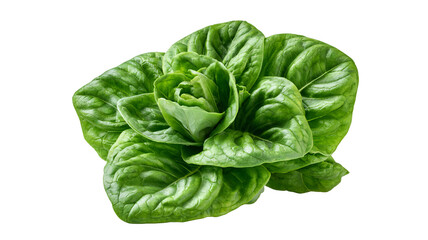 Obraz premium Fresh sorrel leaves with vibrant green color and natural leafy texture, isolated PNG on transparent background