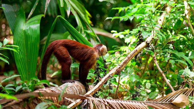 4k handheld Close-up, famous white-faced capuchin monkey in a lush tropical rainforest of Tayrona National Park, Colombia