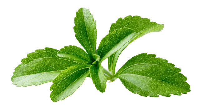 Fresh stevia leaves with vibrant green color and natural herbal texture, isolated PNG on transparent background