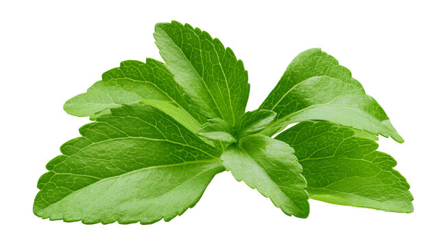 Fresh stevia leaves with vibrant green color and natural herbal texture, isolated PNG on transparent background