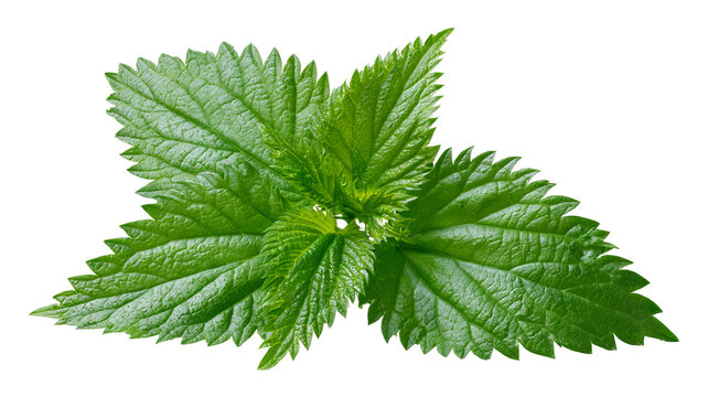 Fresh lemon balm sprig with vibrant green leaves and natural herbal texture, isolated PNG on transparent background