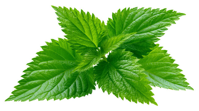 Fresh lemon balm sprig with vibrant green leaves and natural herbal texture, isolated PNG on transparent background
