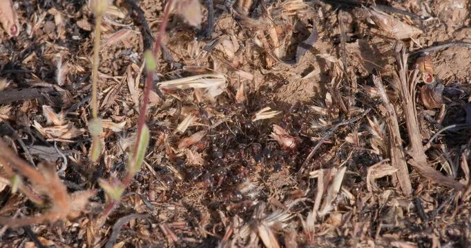 Ant colony hauling cargo to subterranean entrance; slow motion macro summer trail loop