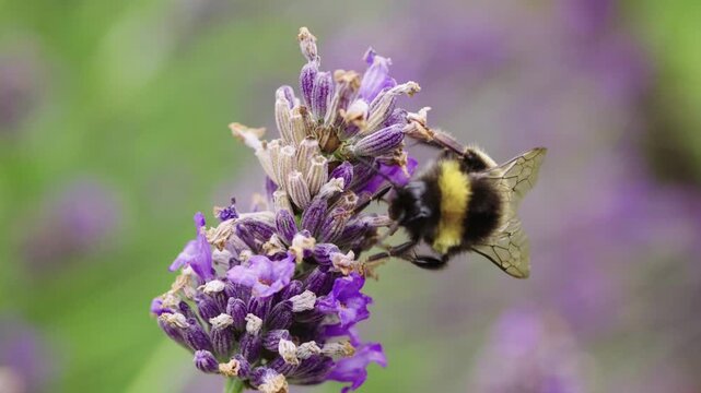 Slow-motion close-up of a bumblebee crawling over purple lavender flowers collecting pollen before taking off into flight.