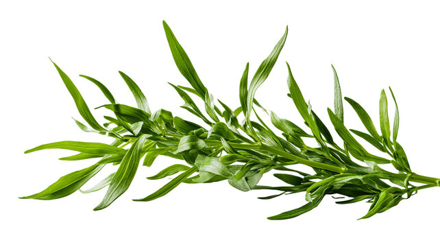 Fresh tarragon sprig with slender green leaves and natural herbal texture, isolated PNG on transparent background
