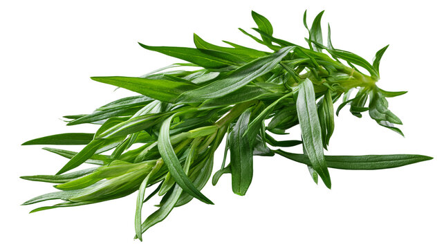 Fresh tarragon sprig with slender green leaves and natural herbal texture, isolated PNG on transparent background