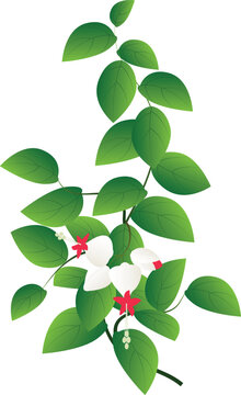 Elegant tropical flowering plant isolated on a clean background, suitable for botanical, gardening, floral, and nature-themed designs.