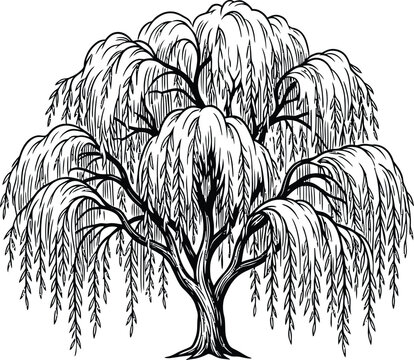 weeping willow tree black and white illustration