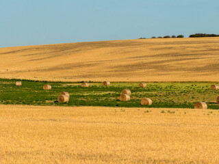 Round hay bales on rolling golden farmland with green meadow strip © Uliana