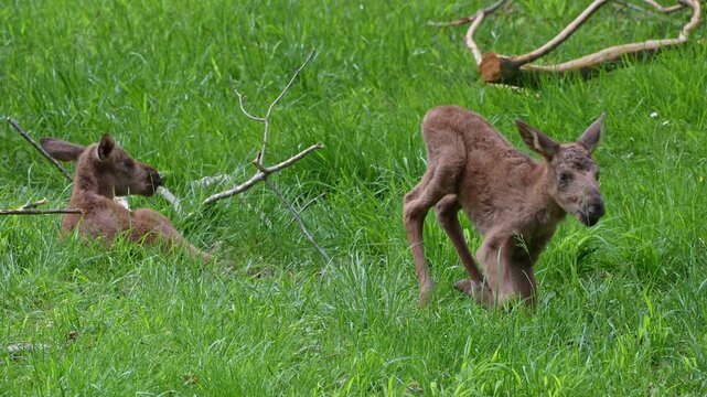 Baby of moose or elk, Alces alces is the largest extant species in the deer family. Moose are distinguished by the broad, flat, or palmate antlers of the males.
