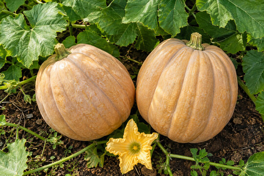 pumpkins in field