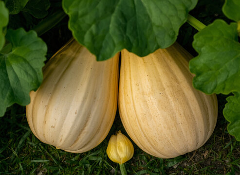 pumpkins in field