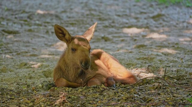 Baby of moose or elk, Alces alces is the largest extant species in the deer family. Moose are distinguished by the broad, flat, or palmate antlers of the males.