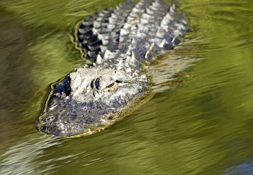 Alligator in motion going for prey