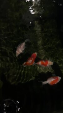 Graceful tamasaba goldfish swim peacefully in dark clear water pond representing serenity, traditional japan culture vibe outdoor