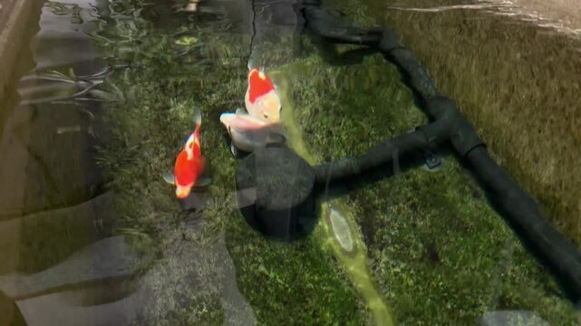 Beautiful graceful tamasaba goldfish swim peaceful in clear green water garden pond with mossy stone japan