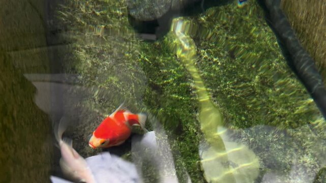 Tamasaba goldfish swim joyful inside clear underwater pond aquarium, displaying serene nature, aquatic life in japan culture