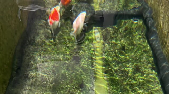 Tamasaba Goldfish Swim Peaceful Clear Water Tank Japan Serene Aquatic Pond Outdoor Green Plant Moss Vibrant Orange White Color
