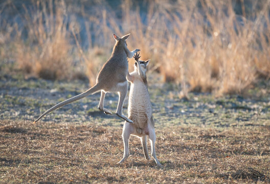 wallabies fighting in far north Queensland, Australia.