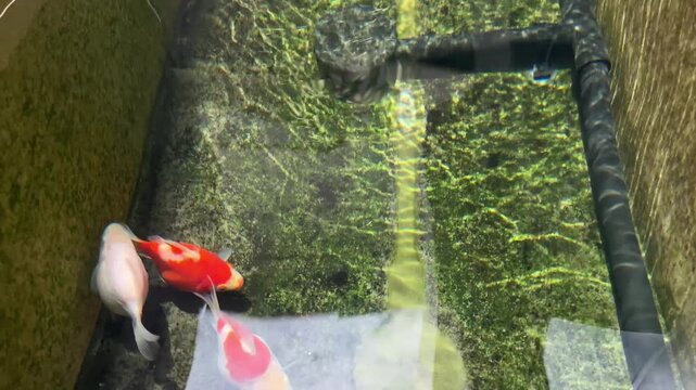 Peaceful tamasaba goldfish swim gracefully serene outdoor farm pond filter system showcasing bright red white japan aquatic water