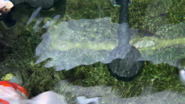 Cheerful orange tamasaba goldfish swim gracefully in clear water outdoor pond japan, creating peaceful serene aquatic green life