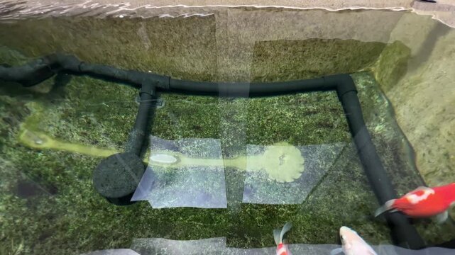 Graceful Tamasaba Goldfish Swim Outdoor Clear Water Concrete Pond Displaying Lively Colorful Garden Beauty From Japan Aquatic