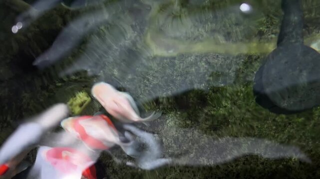 Graceful tamasaba goldfish swim peacefully clear outdoor japan garden pond water vibrant red color serene aquatic calm motion