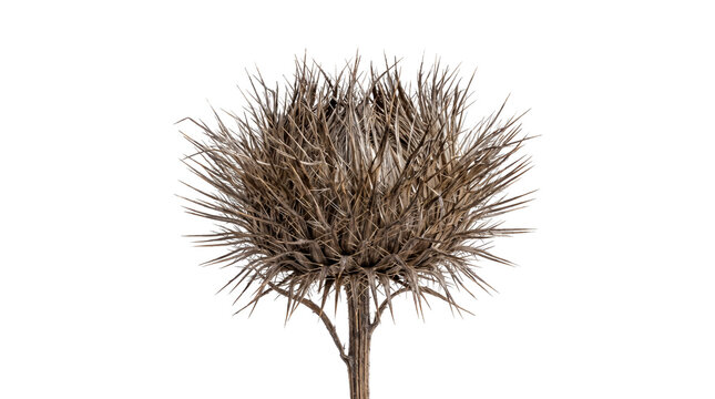 Spiky Dried Teasel Seed Head Isolated on Transparent Background. Macro Photography of Wild Dipsacus Plant for Autumn Botanical and Nature Designs