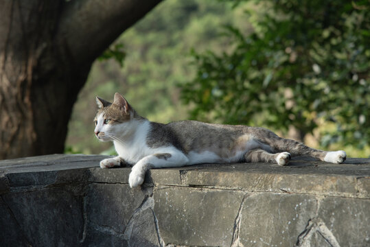 どこか遠くを見つめながら寝そべるかわいい猫