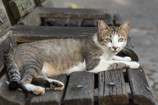 ベンチで寝そべりながらこちらを見つめる猫