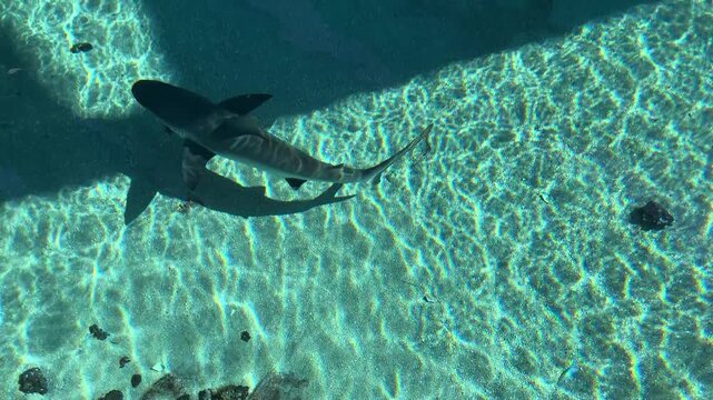 Sunlit shallow pool with small shark swimming over rippled sand bottom casting strong shadow from above