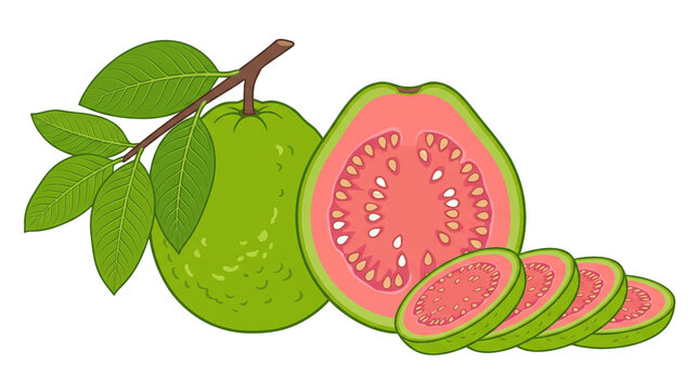 Fresh Guava Fruit Whole and Sliced with Green Leaves on Branch PNG Isolated on transparent background