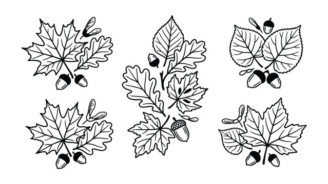 Autumn Leaf and Acorn Illustrations: A collection of five stylized, hand-drawn illustrations featuring autumn leaves such as maple and oak, accompanied by acorns and samaras, presented in a clean.