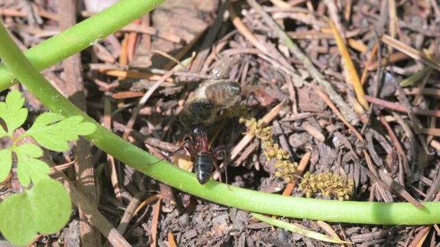 ant carrying dead bee over obstacles