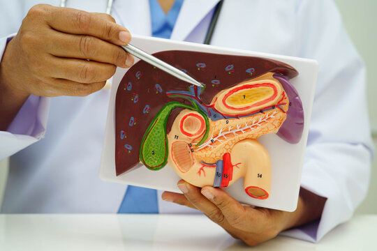 Liver with gallbladder, pancreas spleen and duodenum, Asian doctor holding human anatomy model for study diagnosis and treatment in hospital.